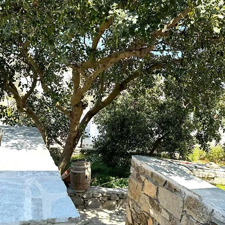 Oxalis Mykonos Plintri