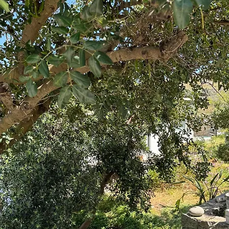 Oxalis Mykonos Plintri